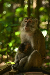mother monkey hugging her child