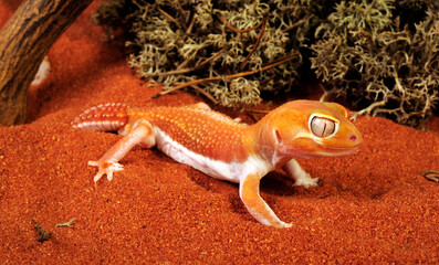 Common knob-tailed gecko // Glatter Knopfschwanzgecko (Nephrurus levis) 