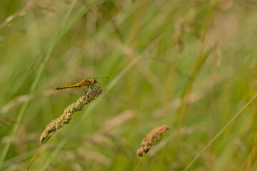 Common darter dragonfly sitting on a flowering grass halm - Sympetrum striolatum