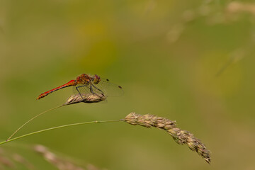 Common darter dragonfly sitting on a flowering grass halm - Sympetrum striolatum
