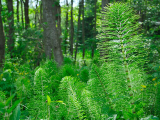 Skrzyp leśny (Equisetum sylvaticum L.) pokryty kroplami rosy w porannym świetle  © JDziedzic