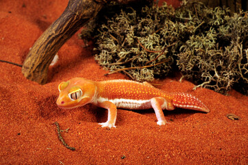 Glatter Knopfschwanzgecko // Common knob-tailed gecko (Nephrurus levis) 