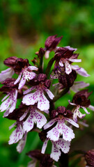 Storczyk kukawka (Orchis militaris L.) – gatunek rośliny z rodziny storczykowatych jest chronioną roślina o kwiatach
zebrane na szczycie łodygi w gęsty 20-60 kwiatowy kwiatostan o długości 5-20 cm
