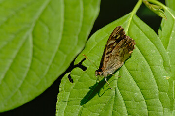 Speckled wood butterfly with closed wings sitting on a green leaf - Pararge aegeria