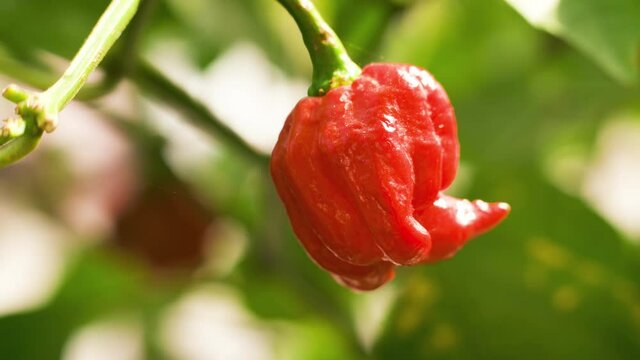 A close-up of one of the hottest peppers in the world, the red Naga Viper pepper, growing on the vine