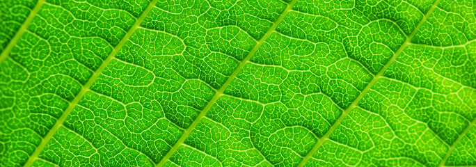 Extreme close up texture of leaf veins. backlight fresh green Leaf. morning sunlight with copy space as background natural green plants landscape, ecology, fresh wallpaper concept. macro