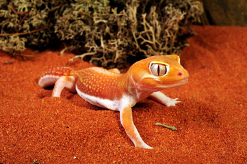 Glatter Knopfschwanzgecko // Common knob-tailed gecko (Nephrurus levis) 