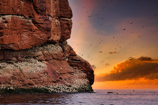 Largest single colony of northern gannets in the world on bonaventure island near Perce Quebec, Canada