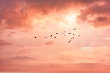 Birds flying west towards sunset