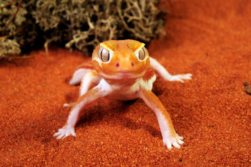 Glatter Knopfschwanzgecko // Common knob-tailed gecko (Nephrurus levis)  - obrazy, fototapety, plakaty