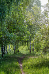 Path in the forest with sunlight