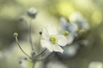 Piękny kwiat zawilec japoński. Kolorowe kwiaty anemonów kwitnących latem w ogrodzie. Rośliny ozdobne. Delikatne płatki zawilca. Rozmyte pastelowe tło.  - obrazy, fototapety, plakaty