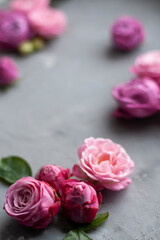 Pink roses lie on a gray concrete background. Place for greeting text.