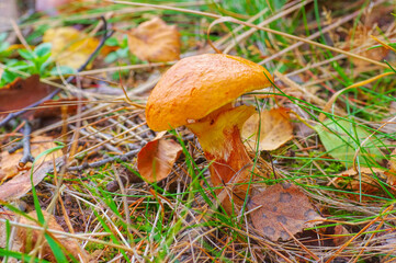 Steinpilz im Herbstwald - a beautiful cep in the autumn forest with many colorful leaves