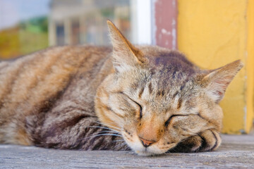 お昼寝中の野良猫