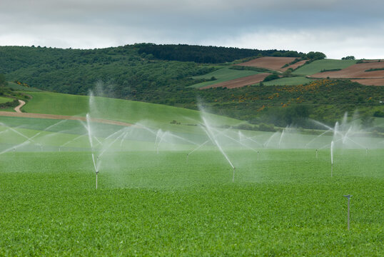 Riego con aspersores en un campo de cereal.