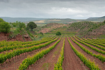 Fototapeta na wymiar Viñedo entre las localidades de Nájera y Azofra, en la provincia de La Rioja. 