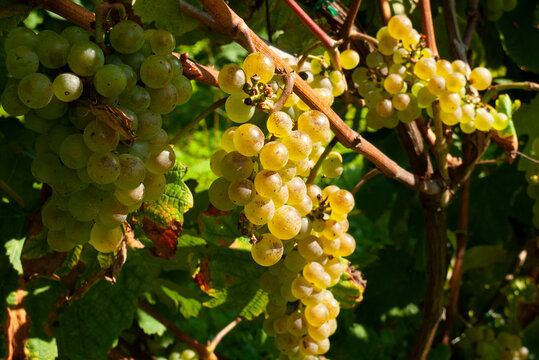R&aacute;cimo de uvas blancas para la elaboraci&oacute;n del vino txakoli, elaborado principalmente en las regiones costeras de Euskadi.