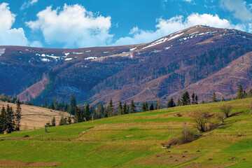 rural field on the hill in spring. snow capped mountain in the distance. beautiful carpathian landscape on a sunny day with fluffy clouds on the sky