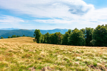 yellow grass on the meadow in mountains. beautiful nature landscape beneath a blue sky with fluffy...