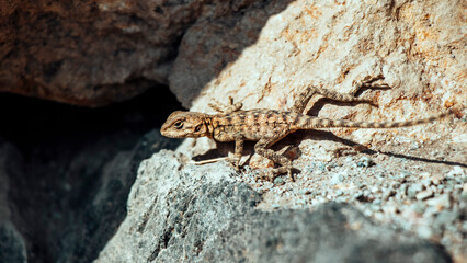 A beautiful Wall Lizard (Podarcis muralis) warming up on a stone wall