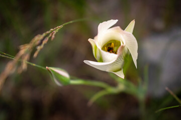 Sego Lily 2