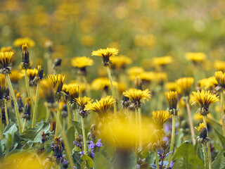Close up of blooming yellow dandelion flowers. © Kulbabka