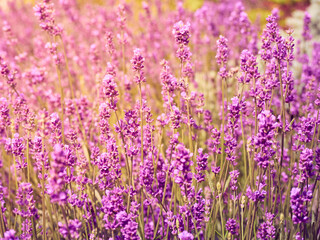 Fototapeta premium Soft focus on lavender flowers.