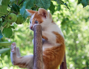 Kitten playing in the garden.