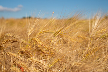 Close up image of a corn field