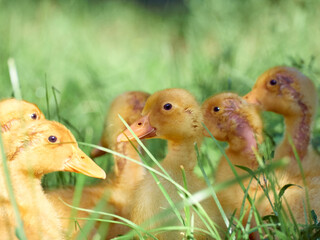 Cute young ducklings on a natural background.