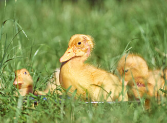 Cute young ducklings on a natural background.