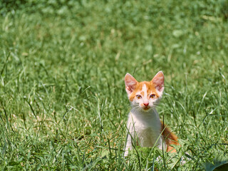 Kitten playing in the grass.
