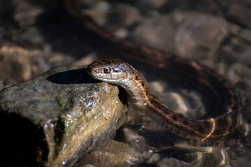 Curious Garter Snake