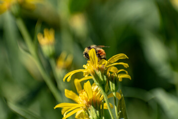 Bee on Yellow Wildflower