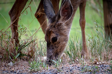 Mule Deer Eating 2