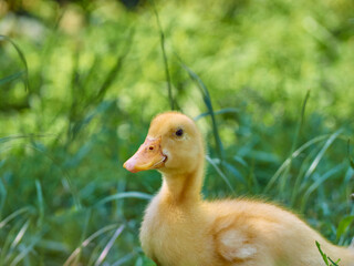 Cute young duckling on a natural background.