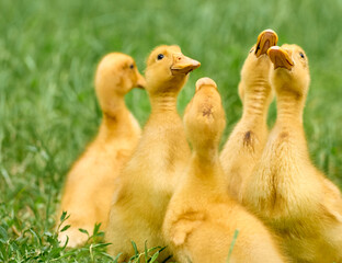 Cute young ducklings on a natural background.
