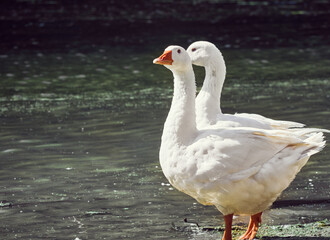 White geese in the river