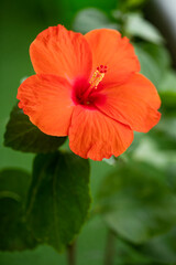 Hibiscus flower in bloom in garden.