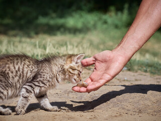 Small kitten eats a fish.