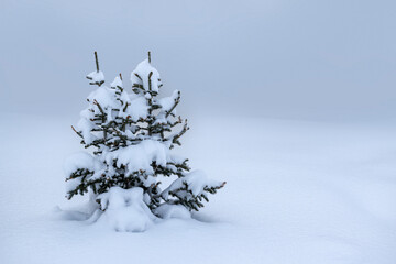 Snowy Spruce