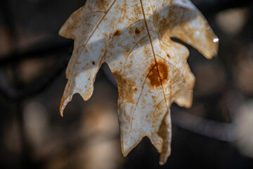 Stubborn Leaf