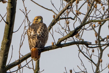 Red tailed Hawk perched on a Branch