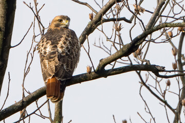 Red tailed Hawk perched on a Branch