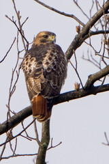 Red tailed Hawk perched on a Branch