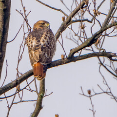 Red tailed Hawk perched on a Branch