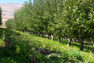 Fototapeta na wymiar Organic apples hanging from tree branch in apple orchard