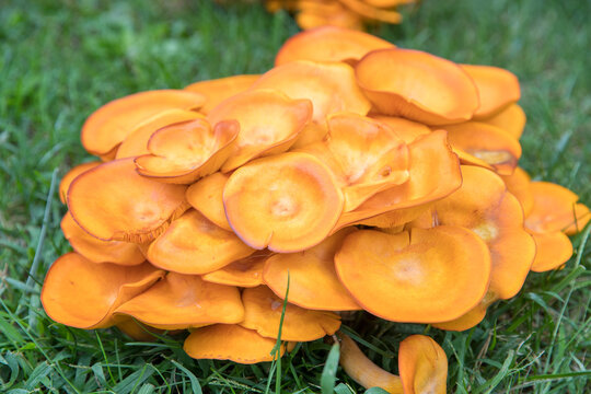 Omphalotus Olearius.Bright Orange Poisonous Mushroom, Fungus. Bioluminescent. Beautiful Mushrooms - Image