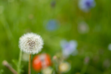 A fully blooming dandelion, green background.